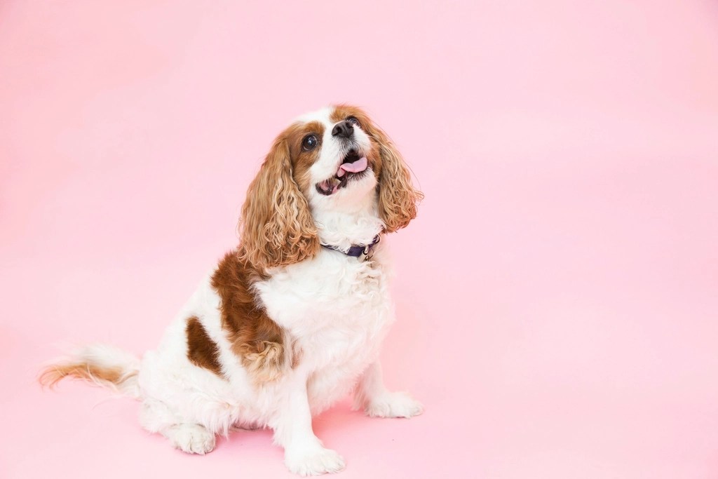 A Blenheim Cavalier King Charles Spaniel. It has white fur with reddish brown patches and long ears.