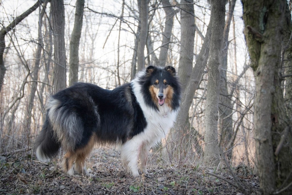 A rough collie in black and tan colouring, standing in a wintery woodland.