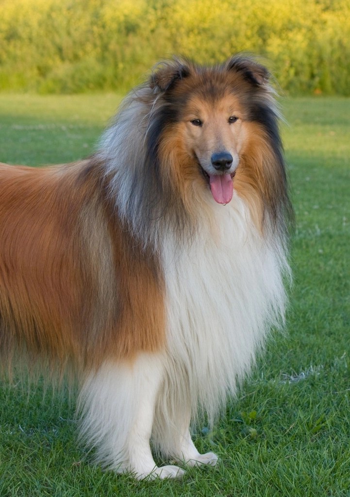 A rough collie in the sable colouration. The dog is posing for the camera with their tongue out. The fur is long and luxurious. 