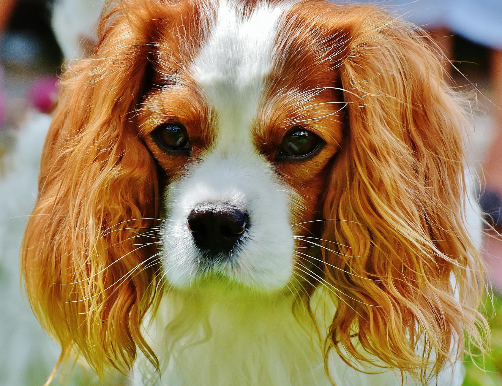 Cavalier King Charles Spaniels: A Guide