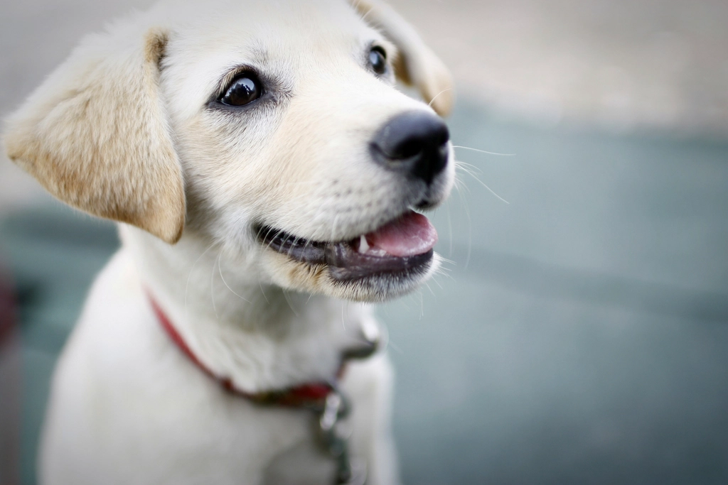 The 7 Best Dog Breeds for First Time Owners