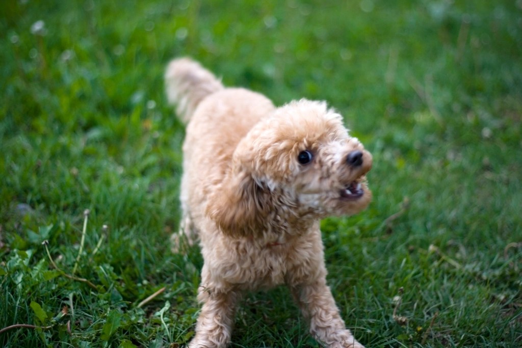 You DON’T want a dog. Here’s why a cat might be the answer you’re looking&nbsp;for.