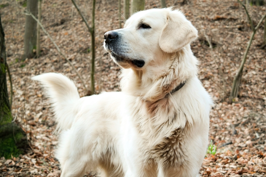 Golden Retrievers: A Guide
