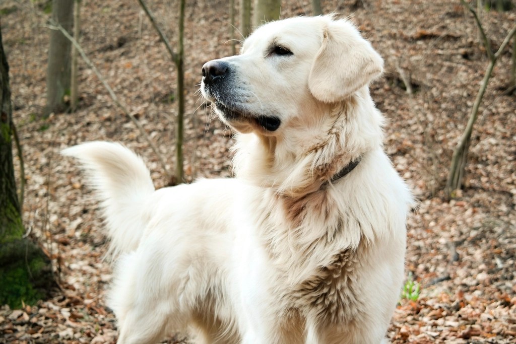 Golden Retrievers: A&nbsp;Guide