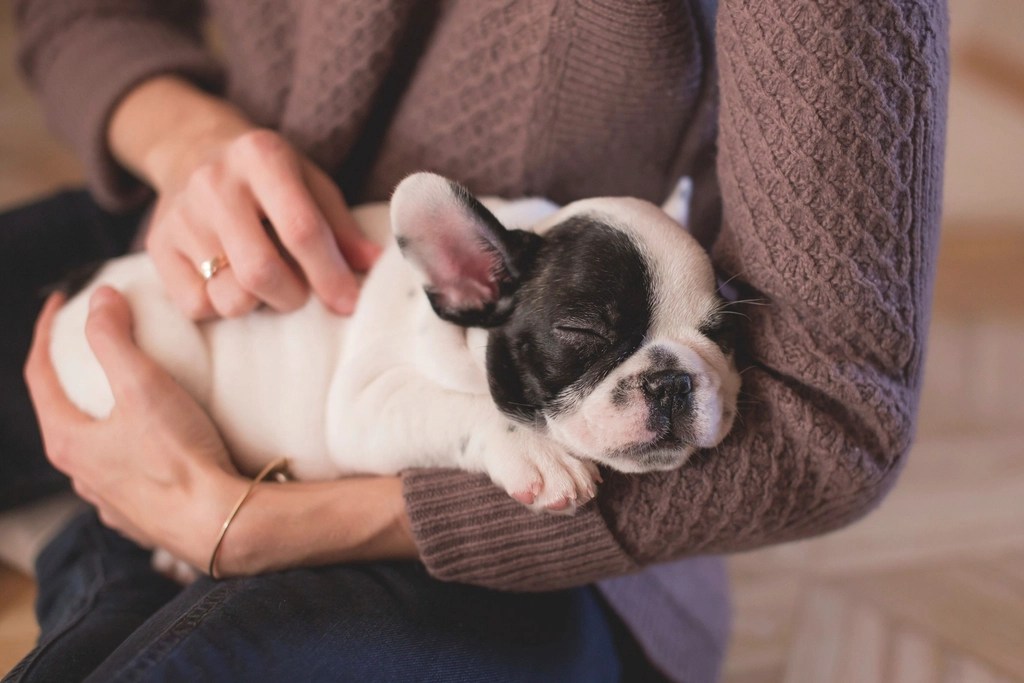 A sleeping French bulldog puppy in the arms of a woman.