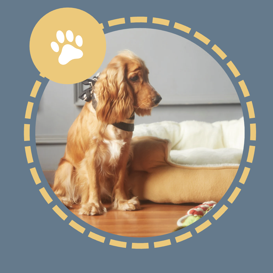 A golden dog sitting next to a soft dog bed, looking thoughtfully towards the side.