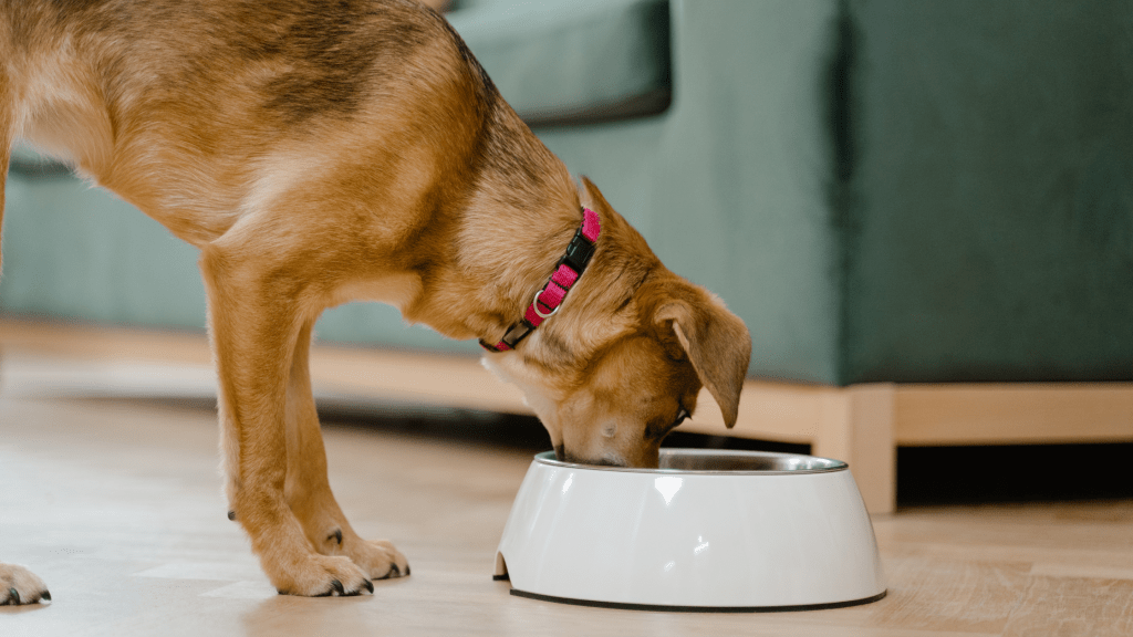 dog eating from a bowl