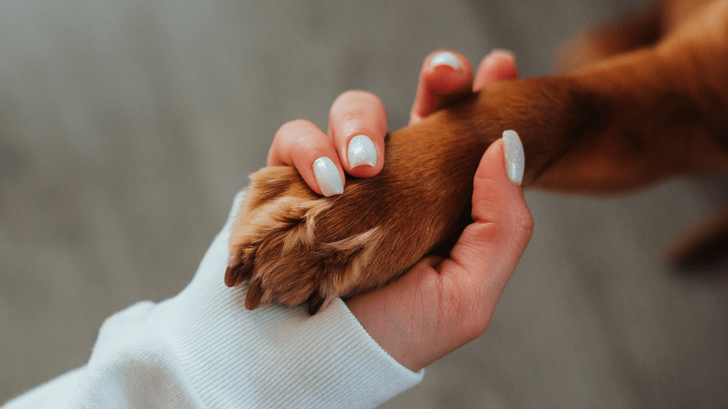 Dog paw held gently in a person's hand