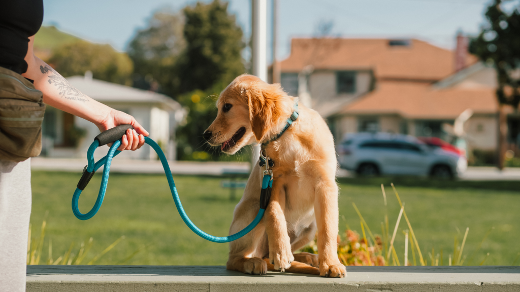 Golden Retriever puppy on a loose lead