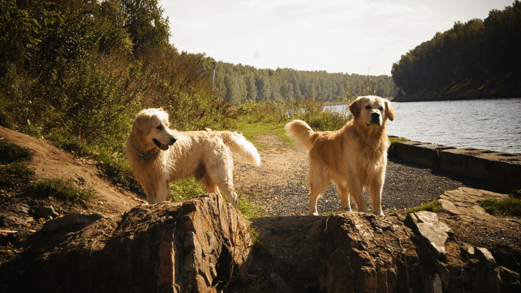 Two Golden Retrievers enjoying a walk along the banks of a river